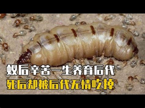 大水螞蟻壽命 2024生肖豬
